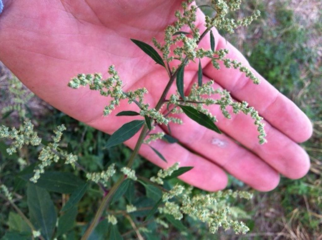 Chenopodium album
